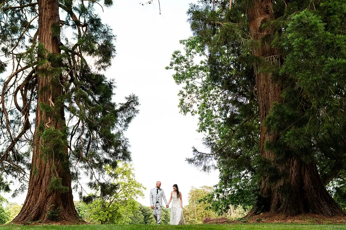 Bride and groom walk hand in hand between two giant redwood trees on a wide lawn.