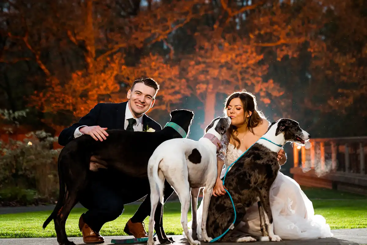 Bride and groom crouch on the lawn with three greyhounds at dusk, lit trees glowing orange behind.