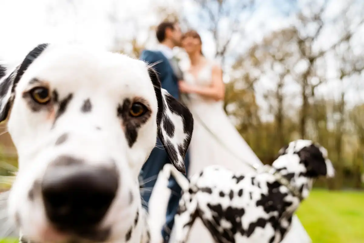 Dalmatian peers into the lens while the bride and groom cuddle, out of focus, on the lawn behind.
