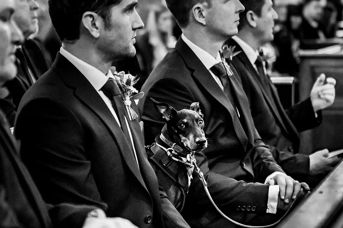Black and white of a small dog sitting up in a pew between men in suits and buttonholes during the ceremony.